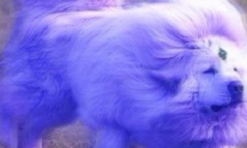 真的有海蓝兽吗？