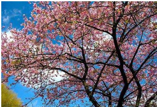 花和叶子有一定的生长顺序，那桃树开花和叶子的生长顺序是怎样的？