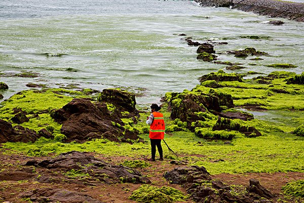 专家称青岛浒苔可能会长期存在于近海,原因是什么?