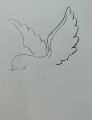 一只和平鸽的画法