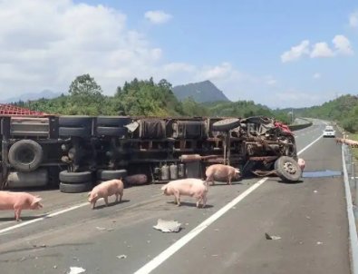 惠州一运猪车侧翻：40多头猪“大闹”高速！这些猪当时的状态如何？