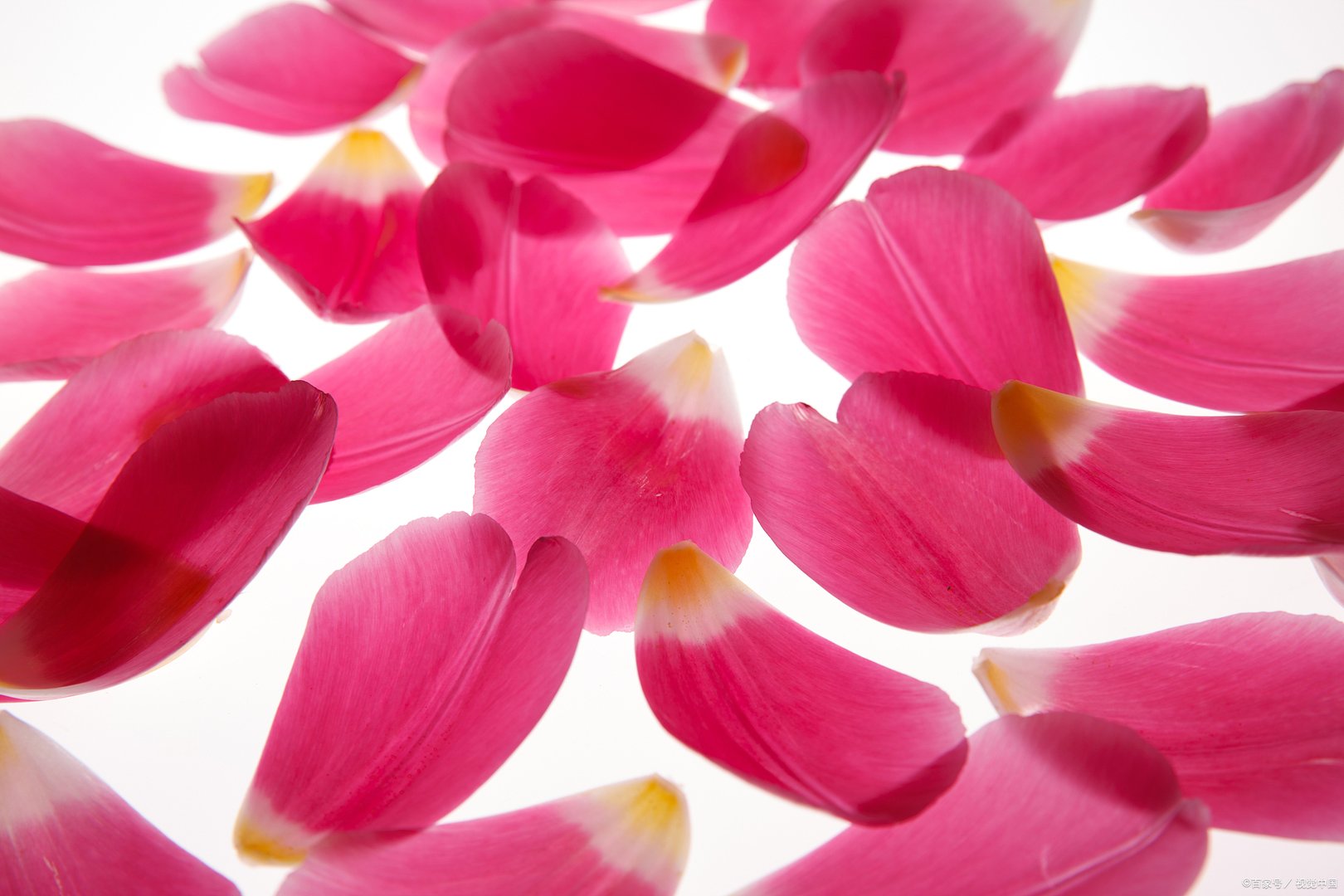 你知道御泥坊玫瑰滋养睡眠面膜好用还是不好用吗？