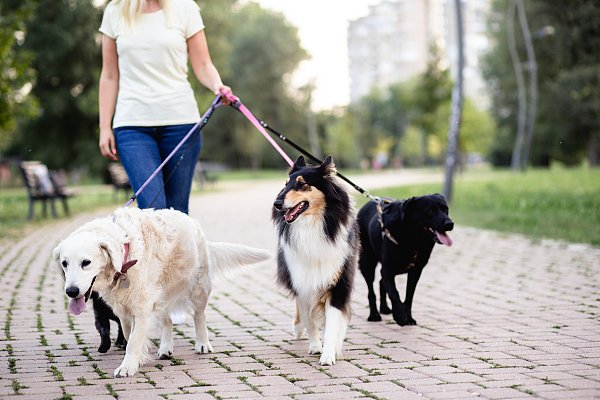 遛的意思含义是什么