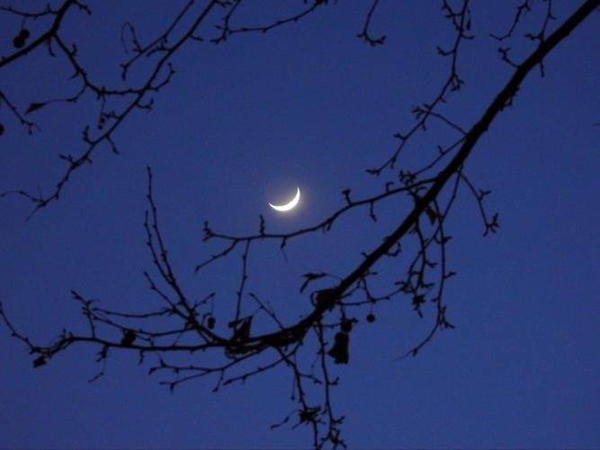 独上西楼李煜全诗是什么？