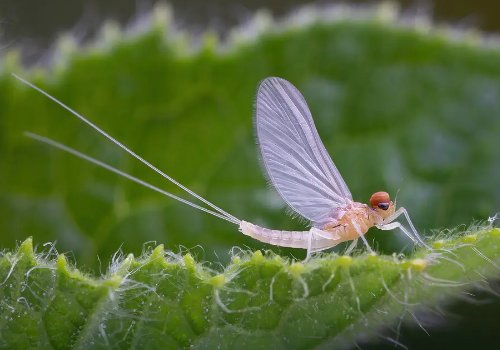 湖南沅江大桥上铺天盖地都是飞虫，这些飞虫会对农田带来威胁吗？