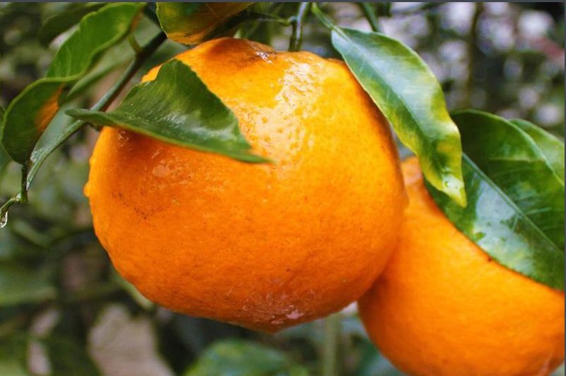 耙耙柑的拼音。