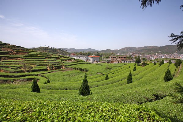 坪山名茶的坪山名茶