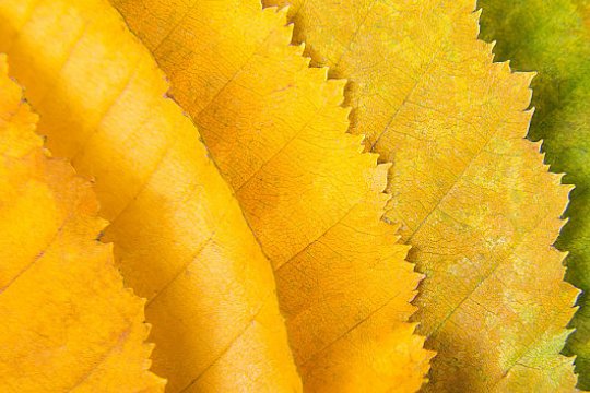 白露的寓意和象征意义