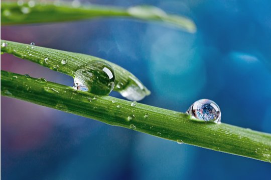 白露的寓意和象征意义