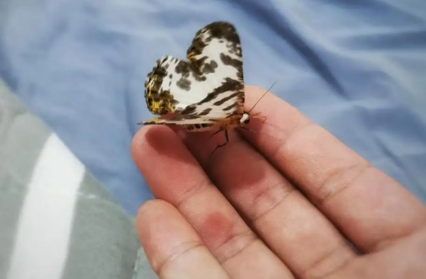 男子突发心梗离世，妻子处理遗物蝴蝶飞到包上盘旋，如何看待这一现象？