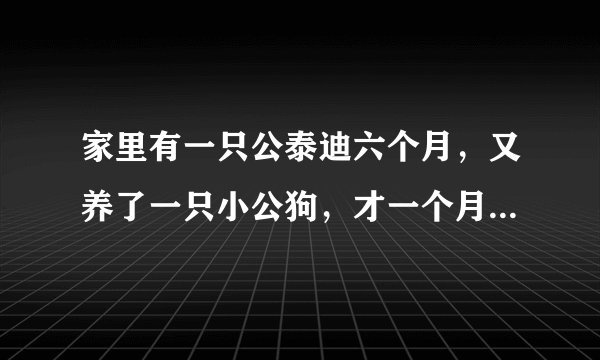 家里有一只公泰迪六个月，又养了一只小公狗，才一个月，他老是骑在人家身上怎么办？