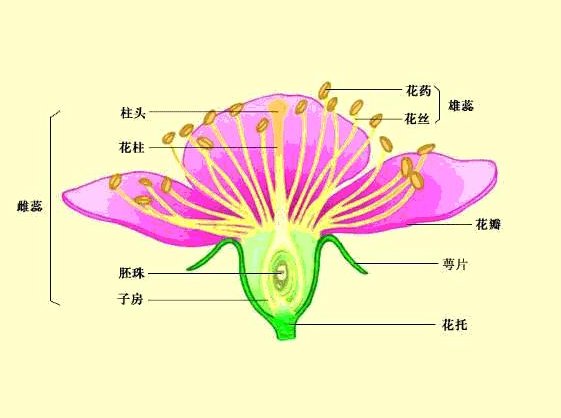 百合花的结构解剖图？花蕊，花萼，花朵，雌蕊，雄蕊的图片？