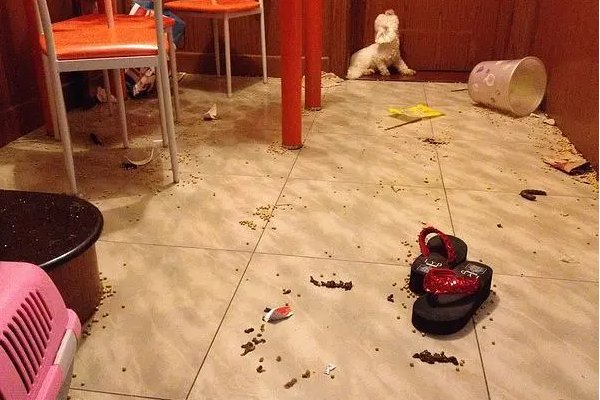 屎滚尿流的意思是什么