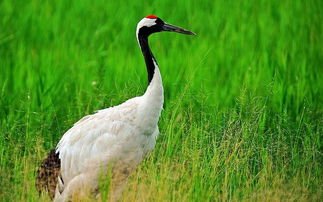 稀有的东方白鹳现身青岛，还有哪些濒危鸟类？