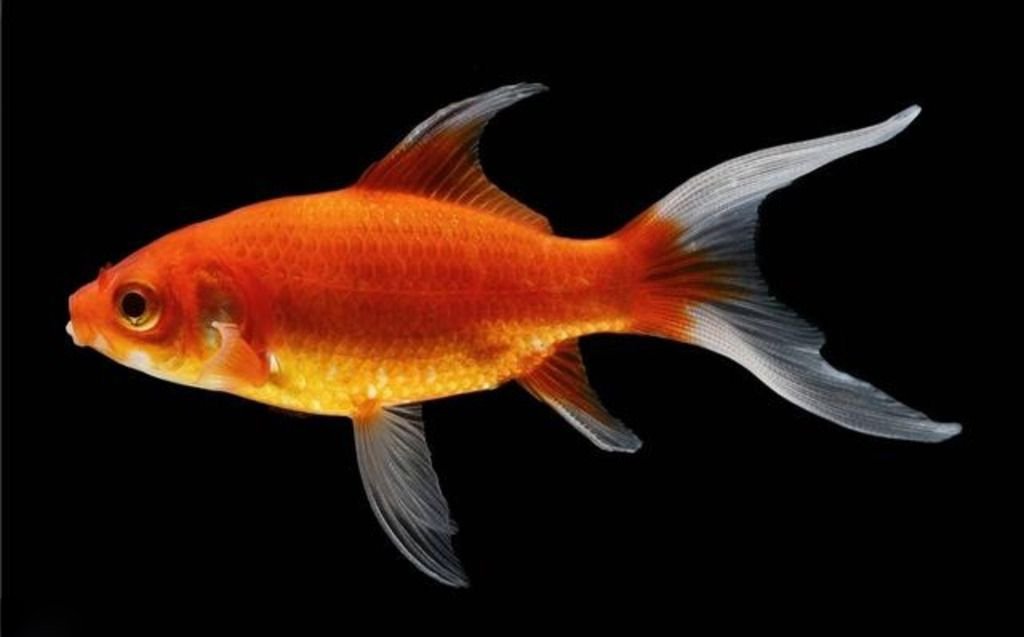 “鲤鱼跳龙门”歇后语的下一句是？