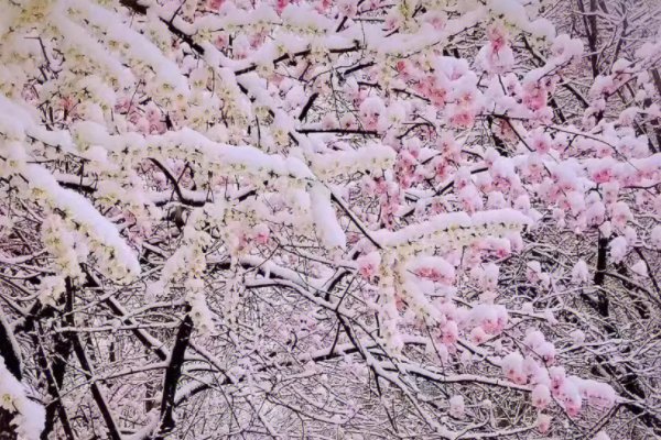 三月雪的七绝诗