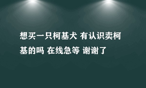 想买一只柯基犬 有认识卖柯基的吗 在线急等 谢谢了