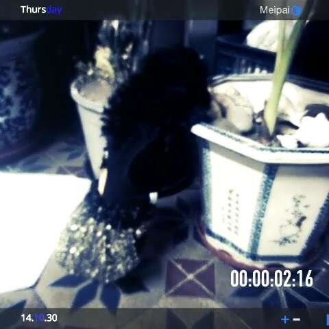 樱桃公主的总结