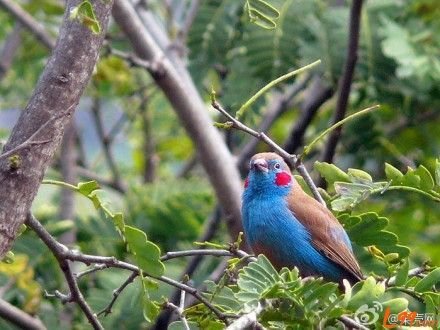 红颊蓝饰雀的物种简介