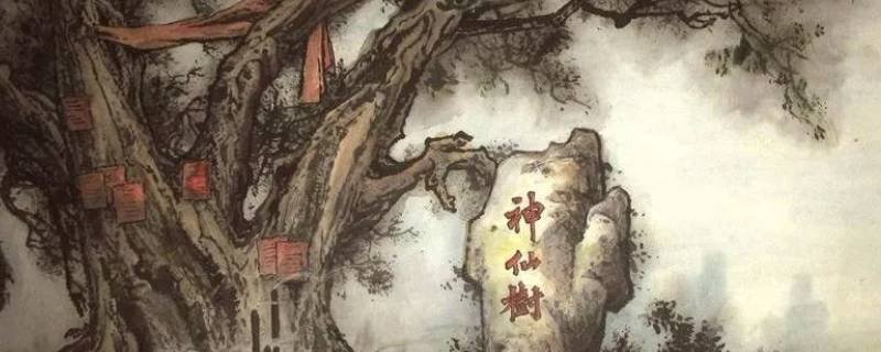 神仙树是桑树吗