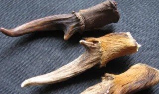 新鲜麂子角怎么处理，新鲜麂子角上毛怎么处理