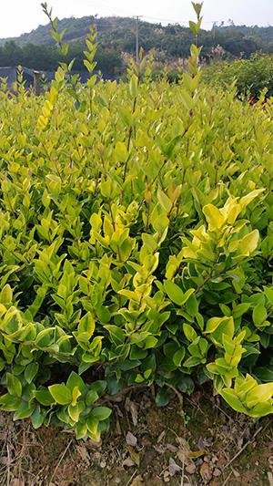 金叶女贞和金森女贞的区别