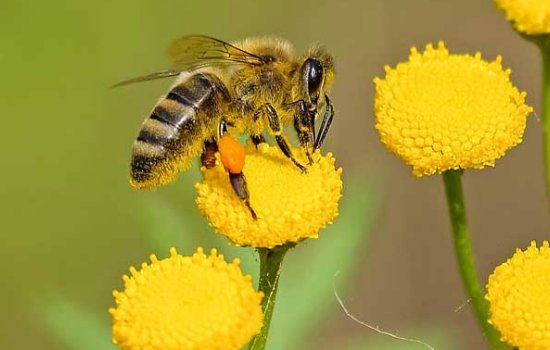 蜜蜂为什么有辨认方向的能力