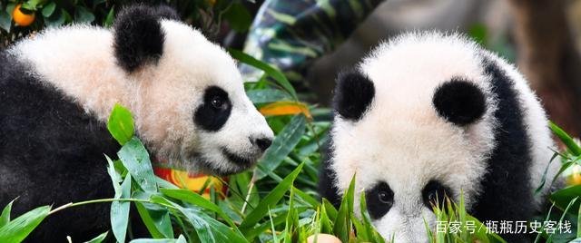 请问大熊猫栖息在哪里？