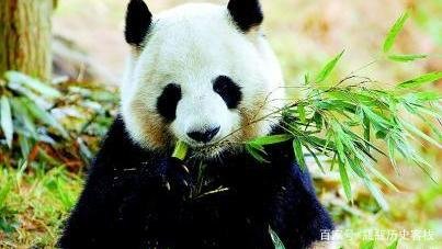 请问大熊猫栖息在哪里?