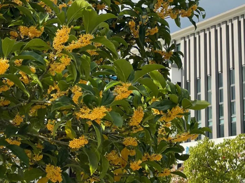 10个有关桂花的神话