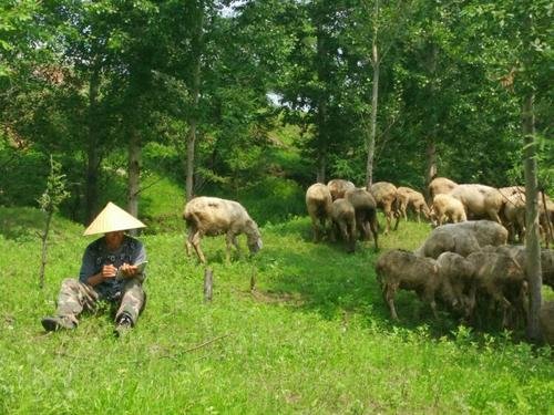 黑龙江14岁少年放羊未归,3天后父母得知落水,谁来为此事负责?