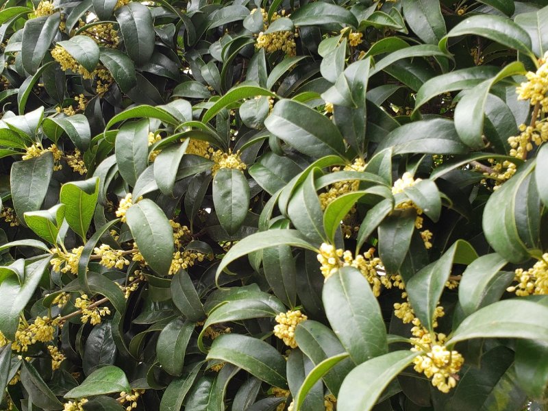 10个有关桂花的神话