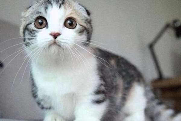 周扬青呼吁不养折耳猫，她和猫猫之间有过什么样的故事？