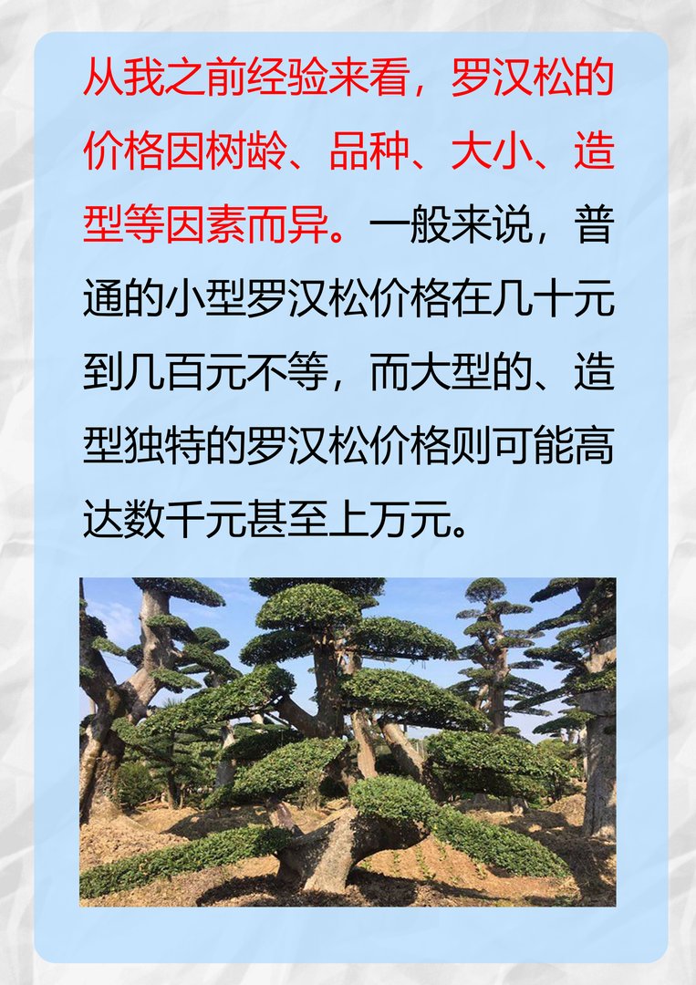 罗汉松价格是多少？