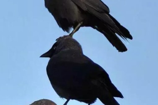 天下乌鸦一般黑什么意思