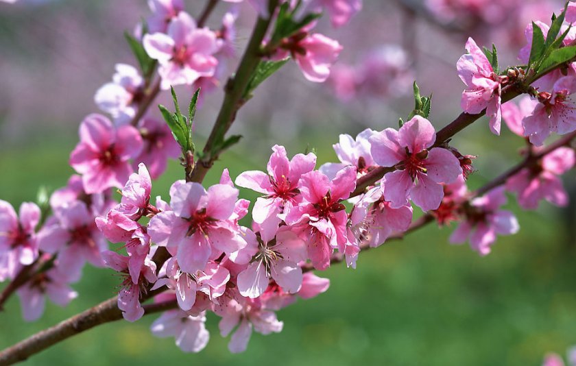 花期一般是几月到几月的？