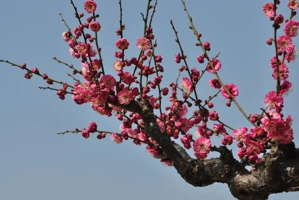 梅生是什么意思