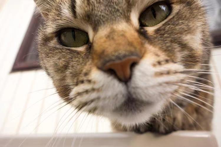 用凝视造一句话