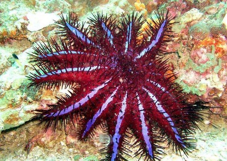 你知道大海里有些什么植物或动物吗?写一写