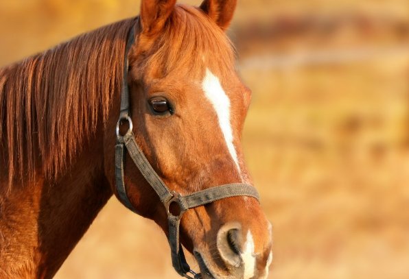 五什么六猴成语