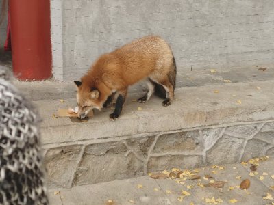 小狐狸频繁现身京郊潭柘寺,引游人投喂,是否该对其投喂?
