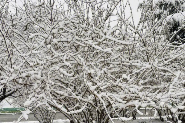 三月雪的七绝诗