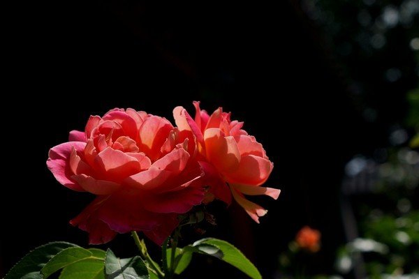 月季花写拟人句怎么写