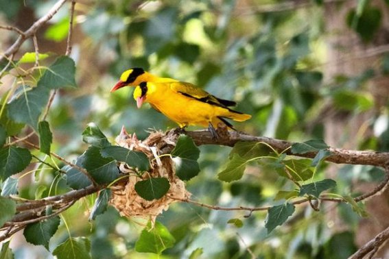 niao拼音的所有汉字