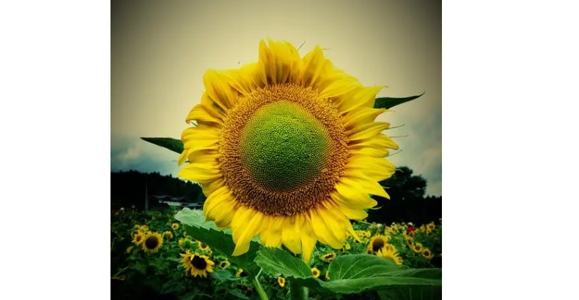 lilium是什么意思