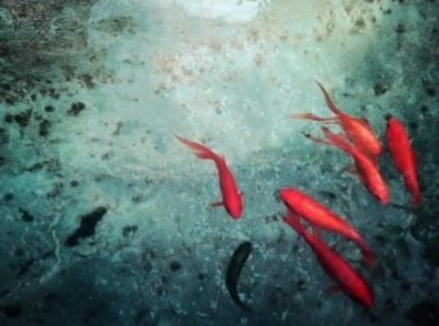 “子非鱼焉知鱼之乐” 是什么意思