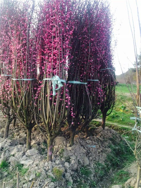 梅花有没有叶子？