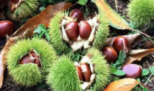 植物传播方法100种短句