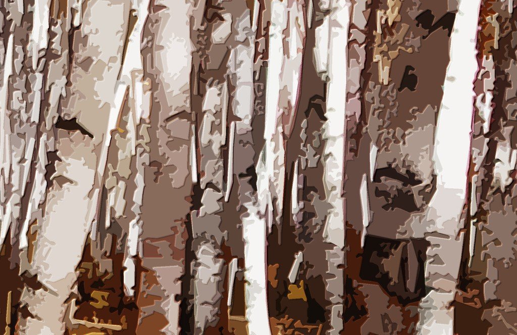 birch的中文意思