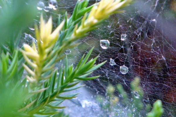 毛毛雨的特点一两句话